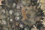 Petrified Seed Fern (Rhexoxylon) Slab - Zimbabwe #74035-1